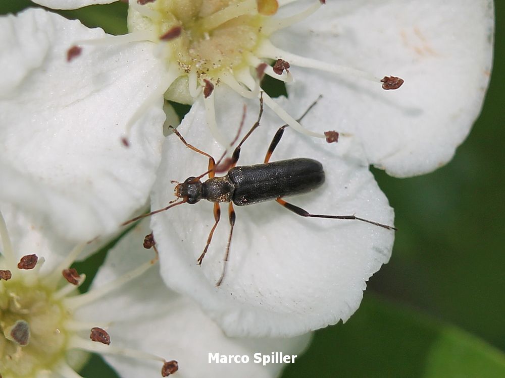 Grammoptera ruficornis, Cerambycidae